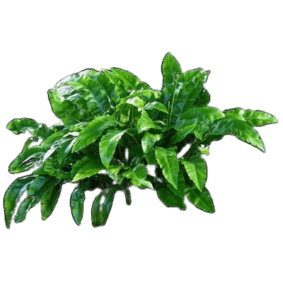 Chasteberry (Vitex agnus-castus)